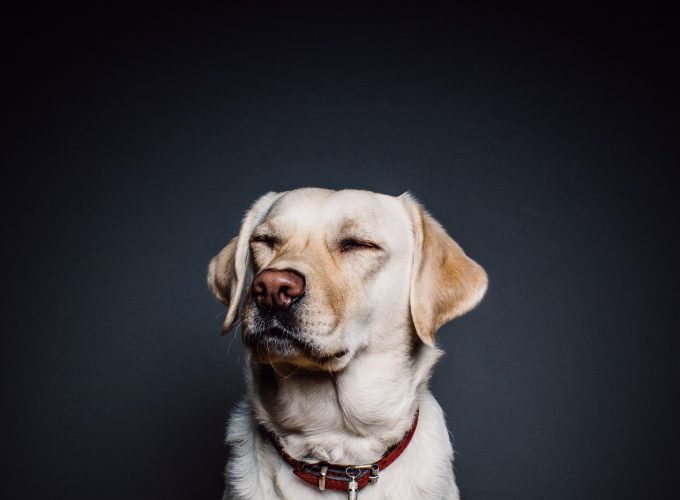 Wallpaper Labrador, dog, funny animals, cute animals, 4k, Animals 926395230